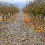 Обрезка плодовых деревьев осенью-фото