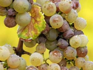 Белая гниль винограда-фото