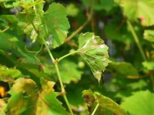 Мучнистая роса винограда-фото