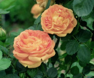Обрезка пернецианских роз-фото