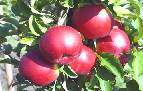 Сорт яблони Джонатан