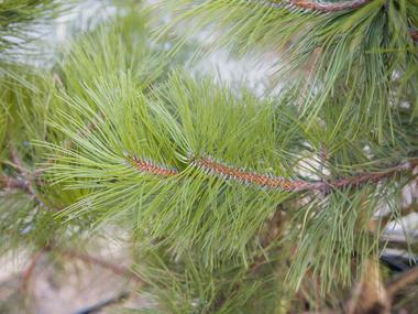 Черная сосна Pinus Nigra