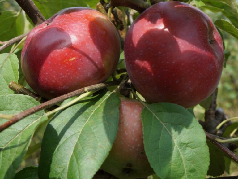 Сорт яблони Лобо-фото
